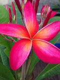 Kaneohe Sunset Plumeria Cutting – 12–14" Frangipani Stem with Tip for Rooting, Tropical Flower Starter, Plumeria rubra