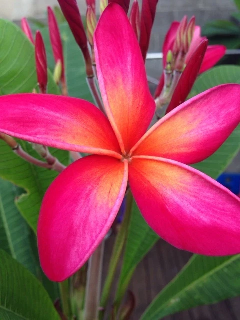 Kaneohe Sunset Plumeria Cutting – 12–14" Frangipani Stem with Tip for Rooting, Tropical Flower Starter, Plumeria rubra
