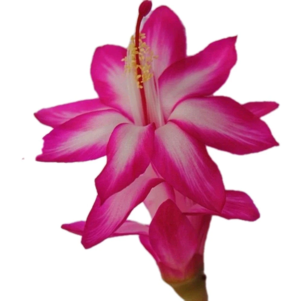 Unrooted Pink and White Schlumbergera Cactus Cuttings for Planting – Holiday Epiphytic Cacti Stem Propagation