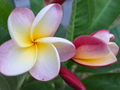 Plumeria Rubra Frangipani – 2 Rare 10–12" Cuttings for Propagation
