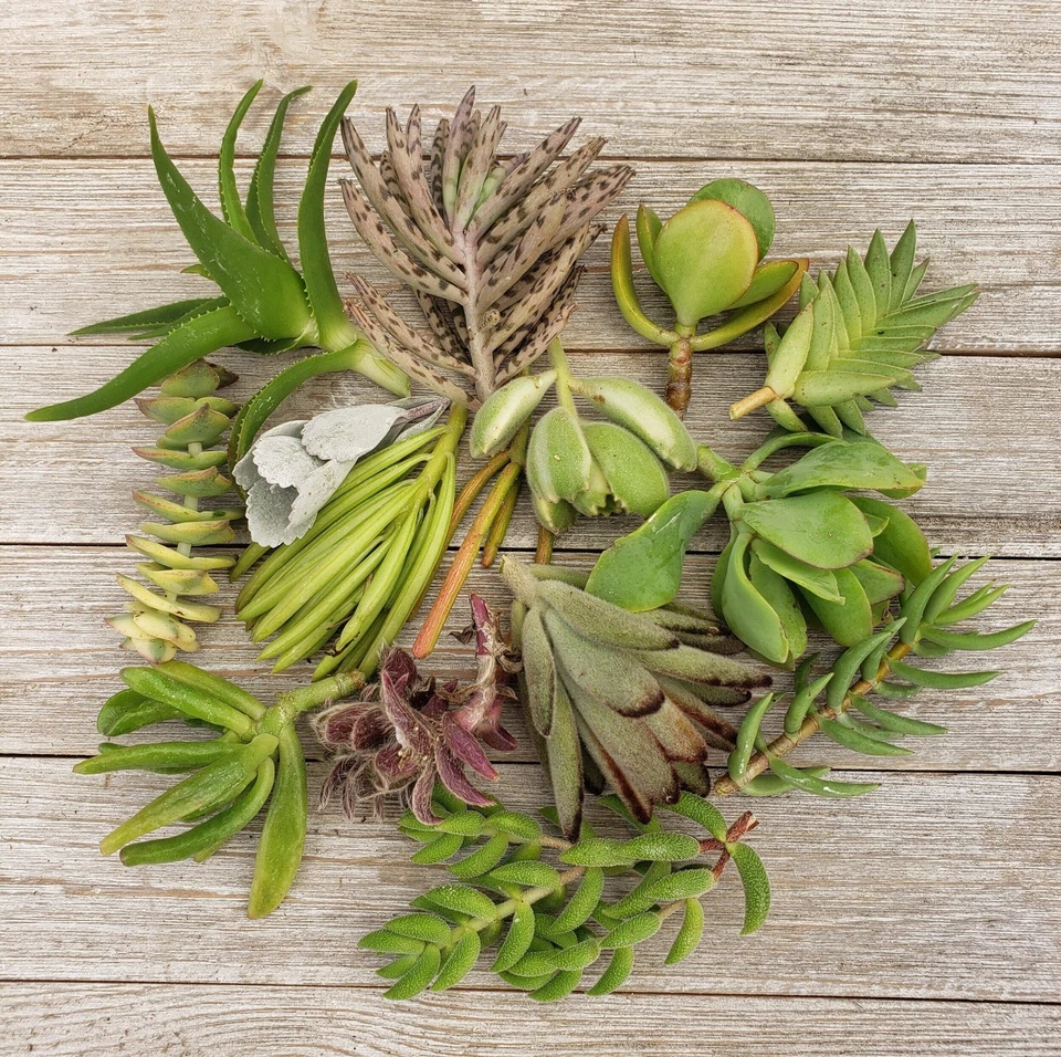 Assorted Succulent Cuttings Set – 10 Live Cactus & Succulent Varieties for Propagation, Indoor & Outdoor Gardening