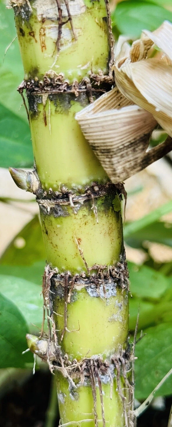 Sugarcane Live Cuttings for Planting – Saccharum officinarum, 8+ Nodes, Unrooted Starter Canes