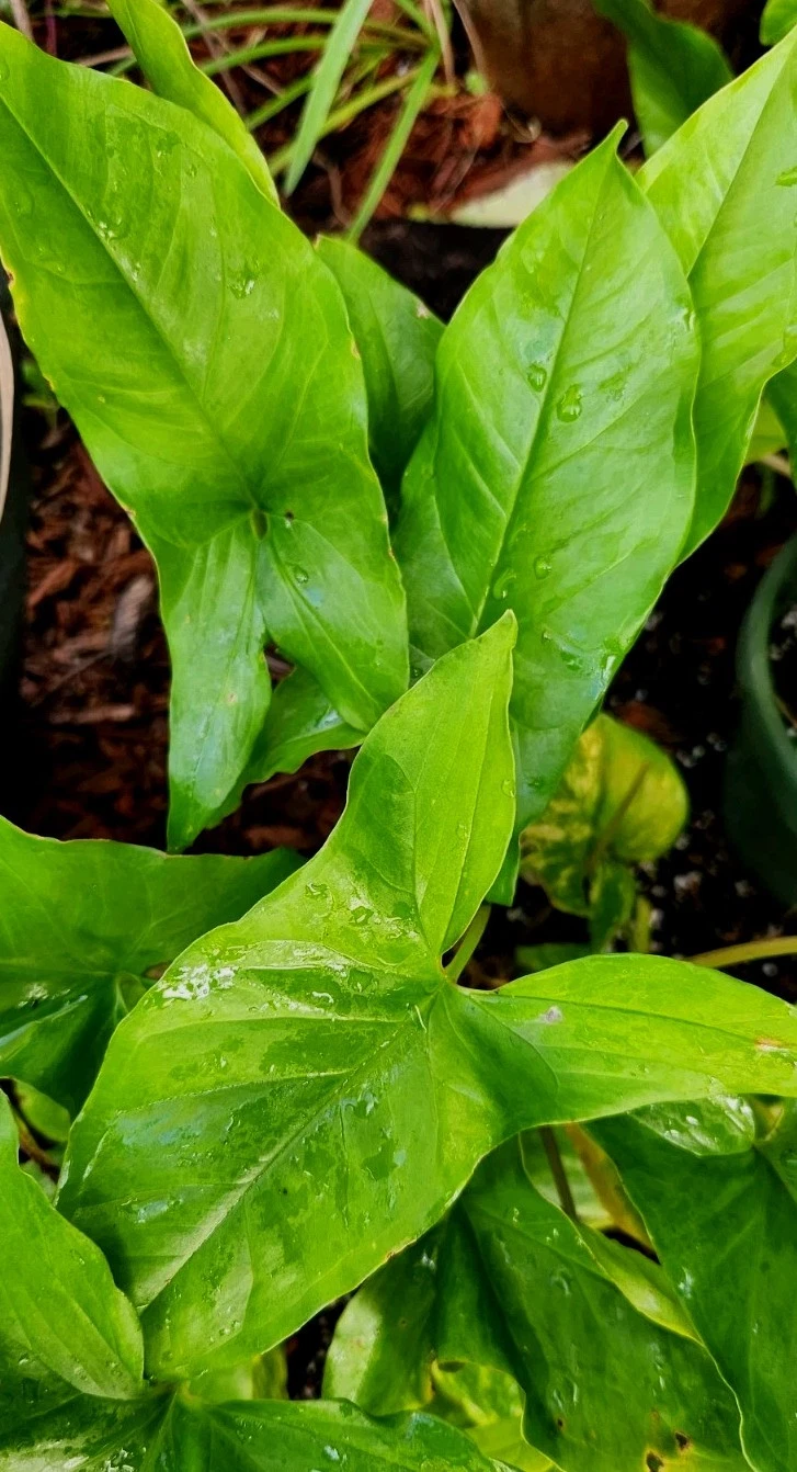 Syngonium Podophyllum Emerald Gem Unrooted Cuttings – Arrowhead Vine Houseplant Propagation, Indoor Tropical Climber