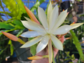 Epiphyllum Pixie Dust Cuttings – Unrooted Orchid Cactus Propagation, Hanging Basket, Bright Indirect Light, 8–10 Inch