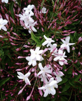 Pink Star Jasmine Cuttings – 5 Unrooted Stem Propagation Plants for Fragrant Pink Flowers, Climbing Vine, Trachelospermum Jasminum