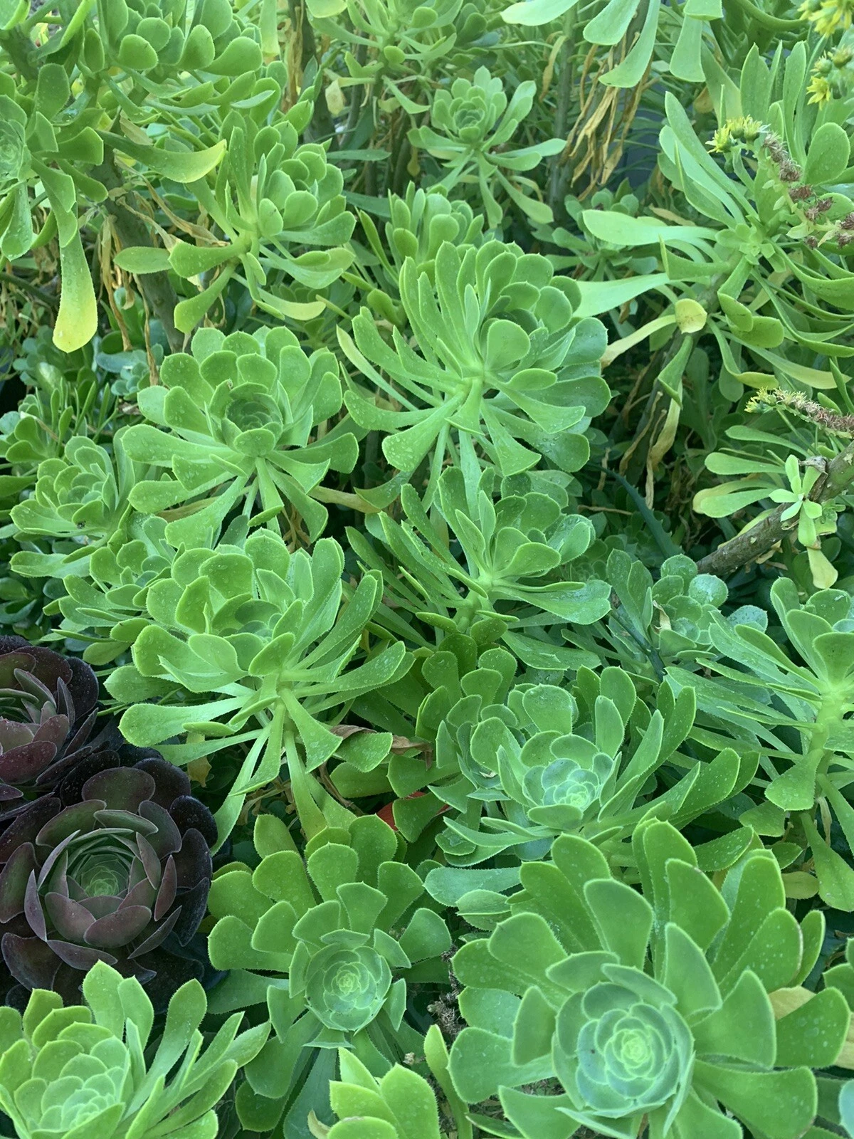 Green Tree Aeonium Succulent Cuttings – Unrooted Propagation Material for Aeonium arboreum Indoor & Outdoor Gardening