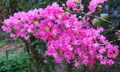True Pink Crape Myrtle Live Plants – 2 Rooted Lagerstroemia indica Cuttings for Outdoor Landscaping