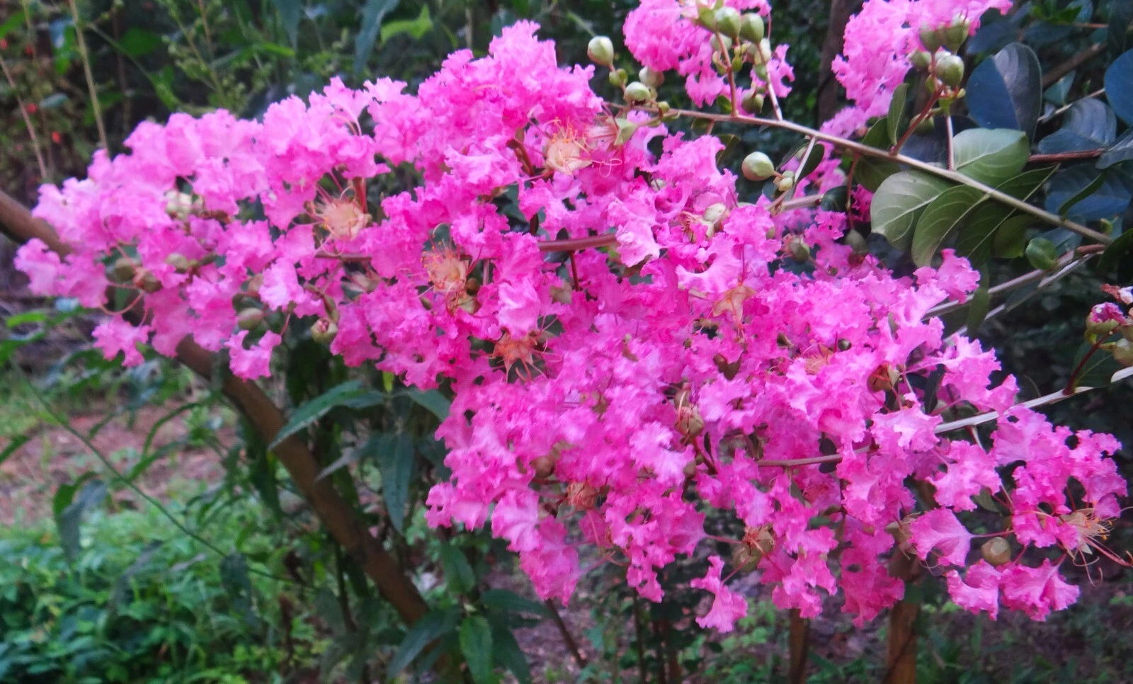 True Pink Crape Myrtle Live Plants – 2 Rooted Lagerstroemia indica Cuttings for Outdoor Landscaping