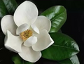 Southern Magnolia Cuttings – 8 Unrooted Magnolia grandiflora Propagation Pieces for Grafting and Growing