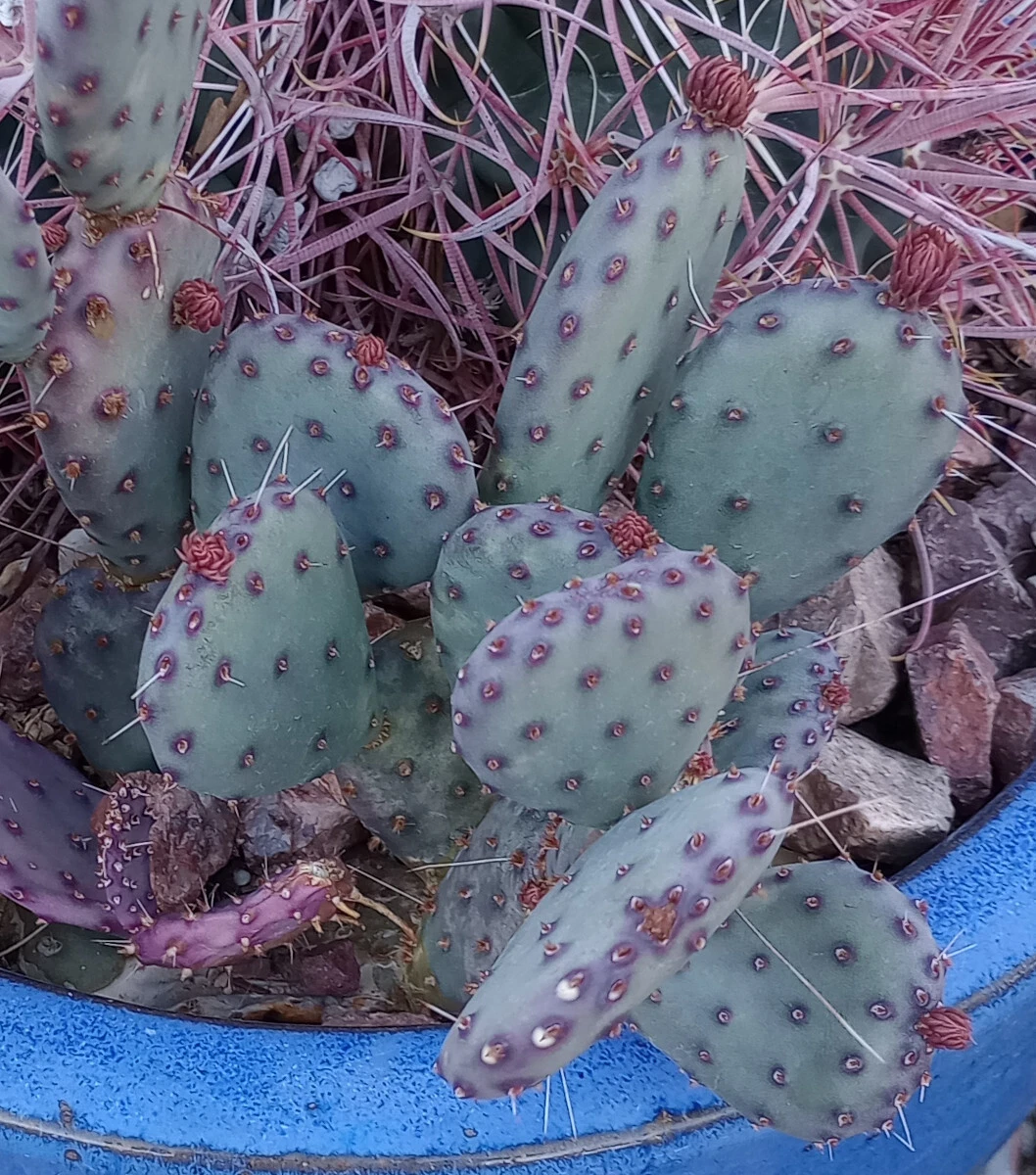 Opuntia gosseliniana Santa Rita - Purple Prickly Pear Pad, Cold Hardy Cactus Cutting