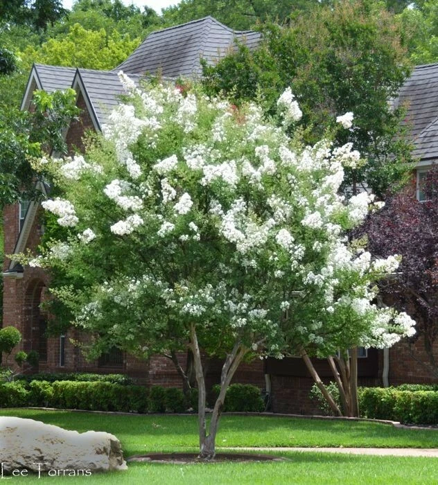 Milk Crape Myrtle Cuttings – 7 Live Propagation Cuttings, Fast-Growing Crepe Myrtle Shrub Lagerstroemia indica