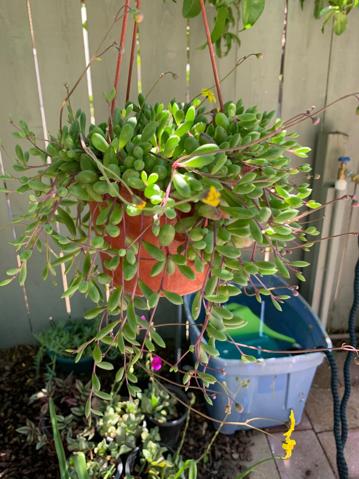 Ruby Necklace Succulent Cuttings – 12 Long 8" Othonna capensis Stems for Easy Propagation