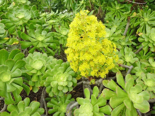 2 XXL Aeonium Arboreum Green Rose Cuttings – 6 in (15 cm) Diameter Succulent