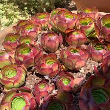 Aeonium Succulent Cuttings – 6 Unrooted Rosettes – Red Burgundy Foliage Starter – Propagation Plant Material