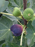 Brown Turkey Fig Tree Cuttings – 12 Unrooted Ficus Carica Scions for Propagation & Grafting