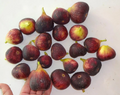 Magnolia Fig Tree Cuttings – 3 Unrooted Ficus carica Propagation Cuttings for Zones 6–11, Hardy, Full Sun, Well-Draining Soil