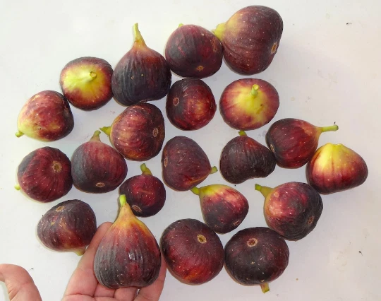 Magnolia Fig Tree Cuttings – 3 Unrooted Ficus carica Propagation Cuttings for Zones 6–11, Hardy, Full Sun, Well-Draining Soil