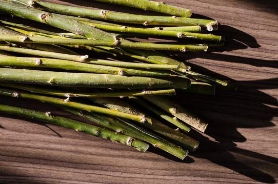 Willow Tree Cuttings – 20 Unrooted Globe & Corkscrew Salix matsudana Varieties for Fast Growing Shade and Ornamental Landscaping