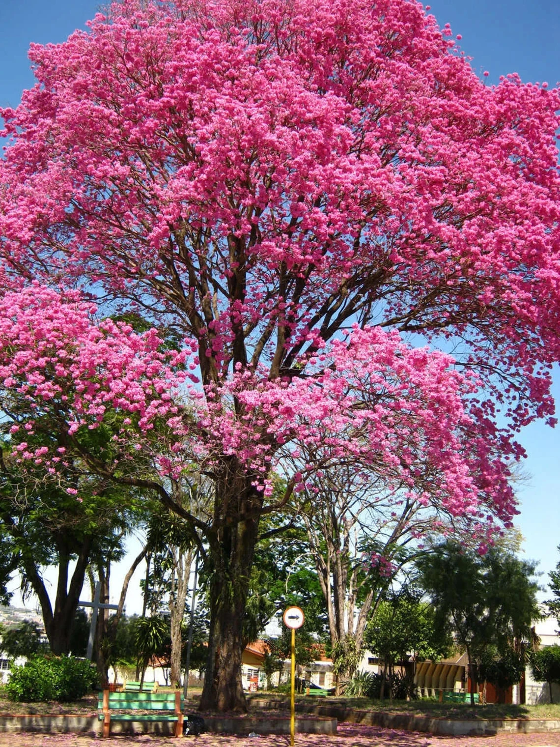 Pink Tabebuia Rooted Starter Plant – 24–36 Inch Tropical Flowering Ornamental Tree with Pink Trumpet Blooms, Tabebuia heterophylla