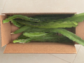 Dragon Fruit Cuttings – 10 Live Pitaya Unrooted Clippings, Purple & White Varieties, Hylocereus spp.