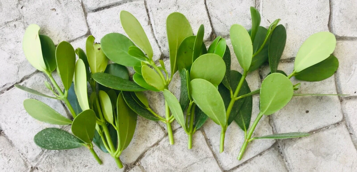 Clusia Rosea Cuttings – 9 Fresh Autograph Tree Stems for Propagation, Live Clusia Clippings for Rooting, Tropical Evergreen Shrub