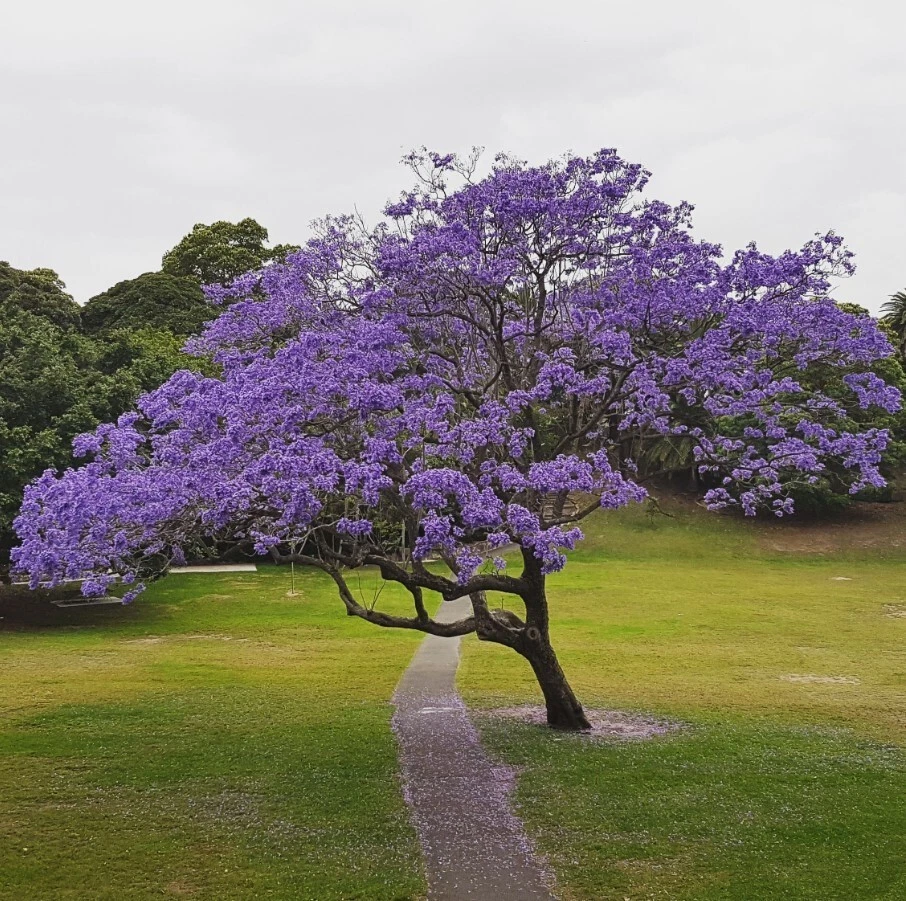 Blue Jacaranda Tree – Live 6–8 Inch Jacaranda mimosifolia Ornamental Tree for Outdoor Landscaping