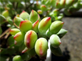 Succulent Cuttings – 3 Live Trailing Cotyledon pendens Plants for Indoor Garden Decor, Blue-Green Fleshy Leaves