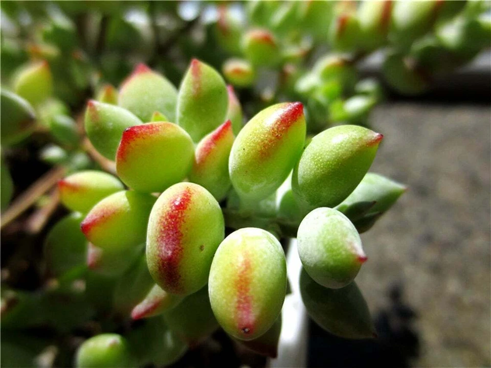 Succulent Cuttings – 3 Live Trailing Cotyledon pendens Plants for Indoor Garden Decor, Blue-Green Fleshy Leaves