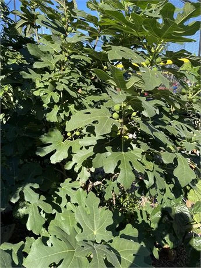 Dominick’s Fig Tree Cutting – 8+ Inch Hardwood Cutting with 3+ Nodes for Propagation