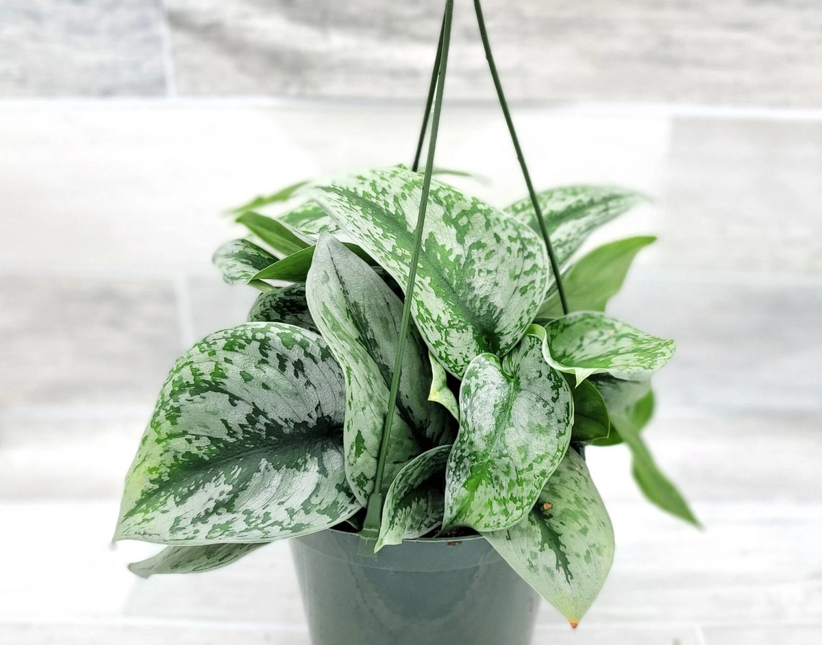 Silver Satin Pothos Exotica Live Plant – 4-Inch Potted Scindapsus Pictus Indoor Houseplant for Bright Indirect Light