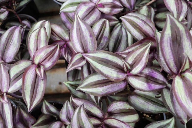 Tradescantia Zebrina Cuttings – 10 Live Purple Trailing Houseplant Propagation, Easy-Rooting Striped Foliage Indoor Plant