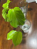 Live Nauclea Latifolia Cutting for Propagation, Tropical Tree Unrooted Planting Material