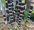 Purple Sugarcane Cuttings 18 Inch Unrooted Stems for Planting Saccharum officinarum