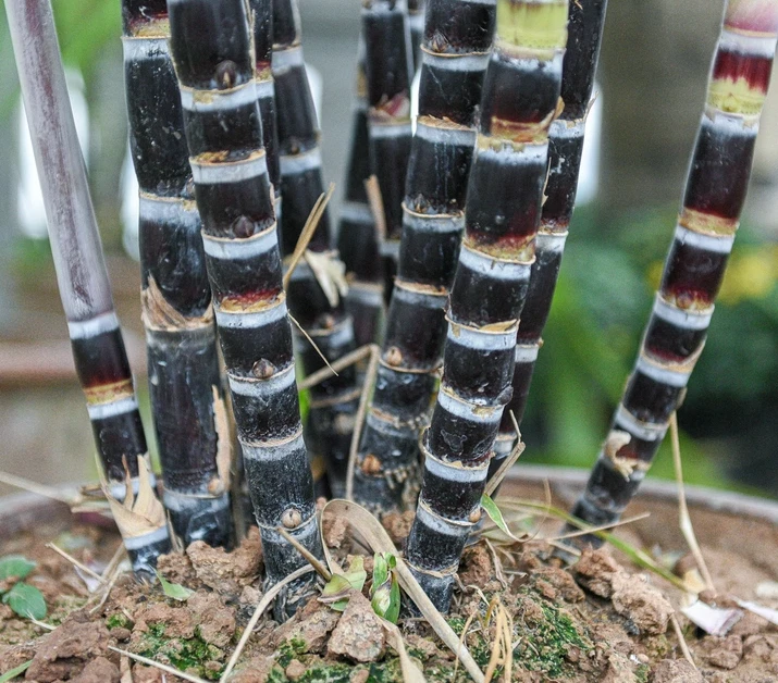 Purple Sugarcane Cuttings 18 Inch Unrooted Stems for Planting Saccharum officinarum