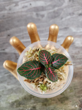 Red Fittonia Cutting in Propagation Cup – Live Tropical Foliage Plant for Terrariums & Indoor Gardens