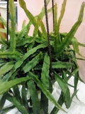 Hurricane Cactus Unrooted Flat Cutting Epiphytic Lepismium Cruciforme for Indoor & Container Growing