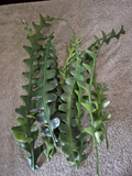 Lot of 12 Ric Rac Epiphyllum Cuttings Fishbone Cactus Unrooted Propagation Ornamental Cactus Epiphyllum anguliger