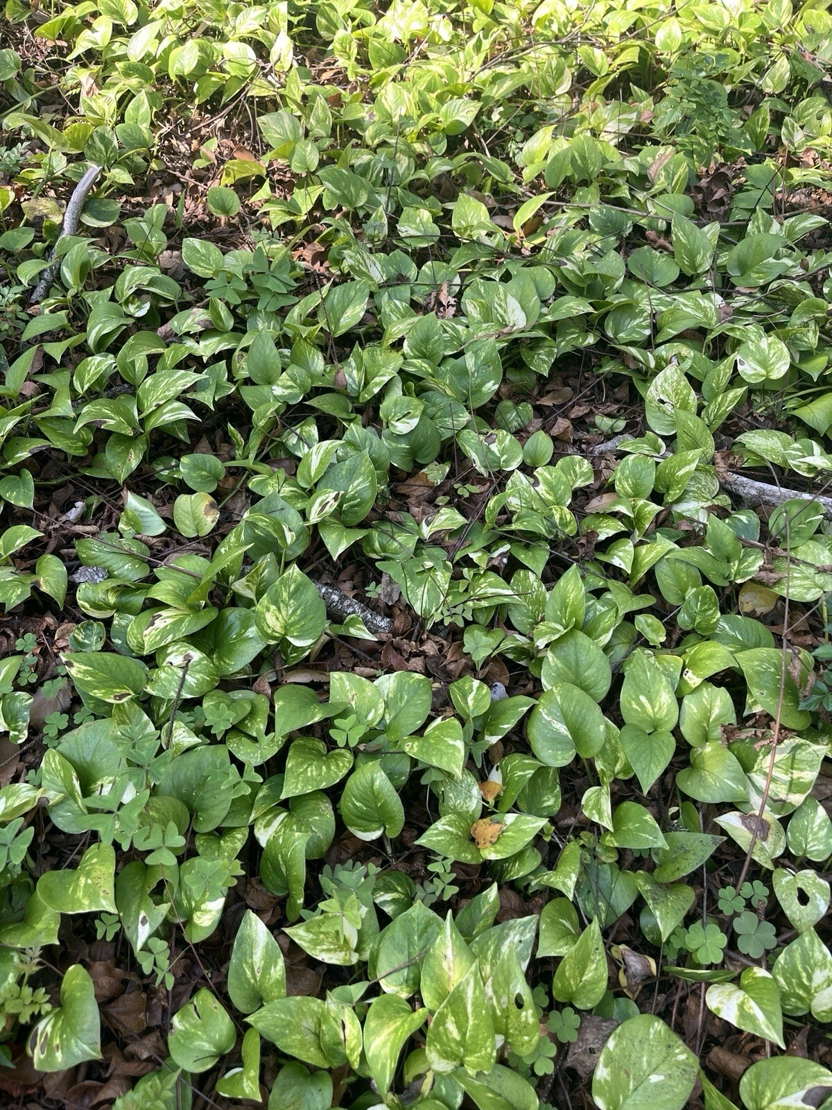 Rooted Pothos Cuttings – 10 Vines, 6-18 Inches, Indoor Outdoor Trailing Houseplant, Epipremnum aureum
