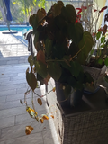 Philodendron Micans Cutting Live, 2 Node Velvet Leaf Indoor Vine Plant, Houseplant, Propagation Starter