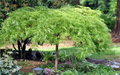 Green Japanese Maple Cuttings – 3 Acer palmatum Unrooted Propagation Material for Grafting