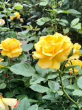 Yellow Texas Rose Cuttings – 3 Unrooted 6–8" Stems for Rooting & Garden Propagation