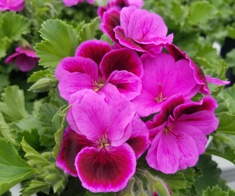 Martha Washington Geranium Cuttings Set of 6 - Pelargonium Rose Pink Live Plant Starters