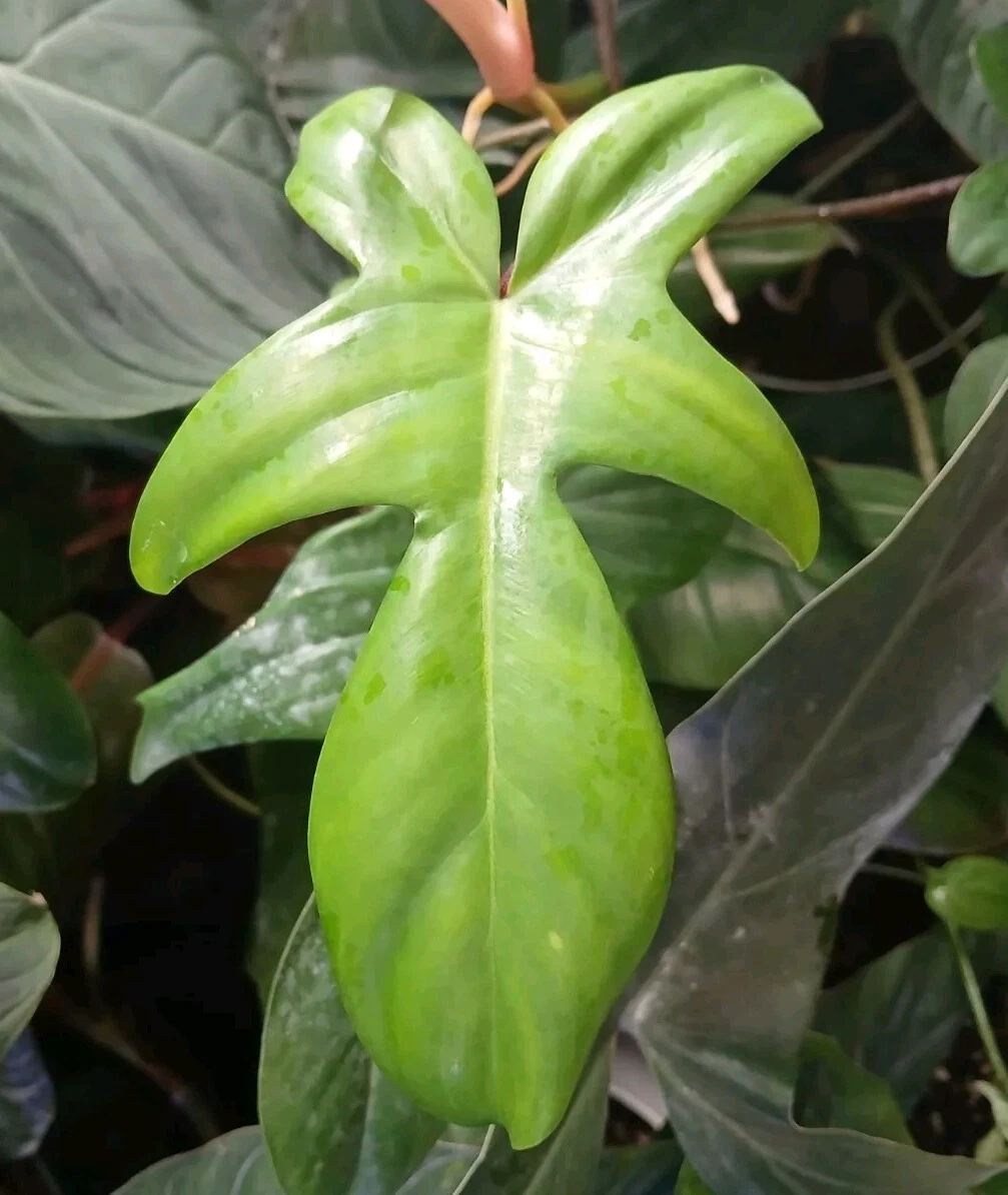 Philodendron Florida Beauty Green Form Cutting – Unrooted Tropical Aroid Propagation Stem for Indoor Houseplants