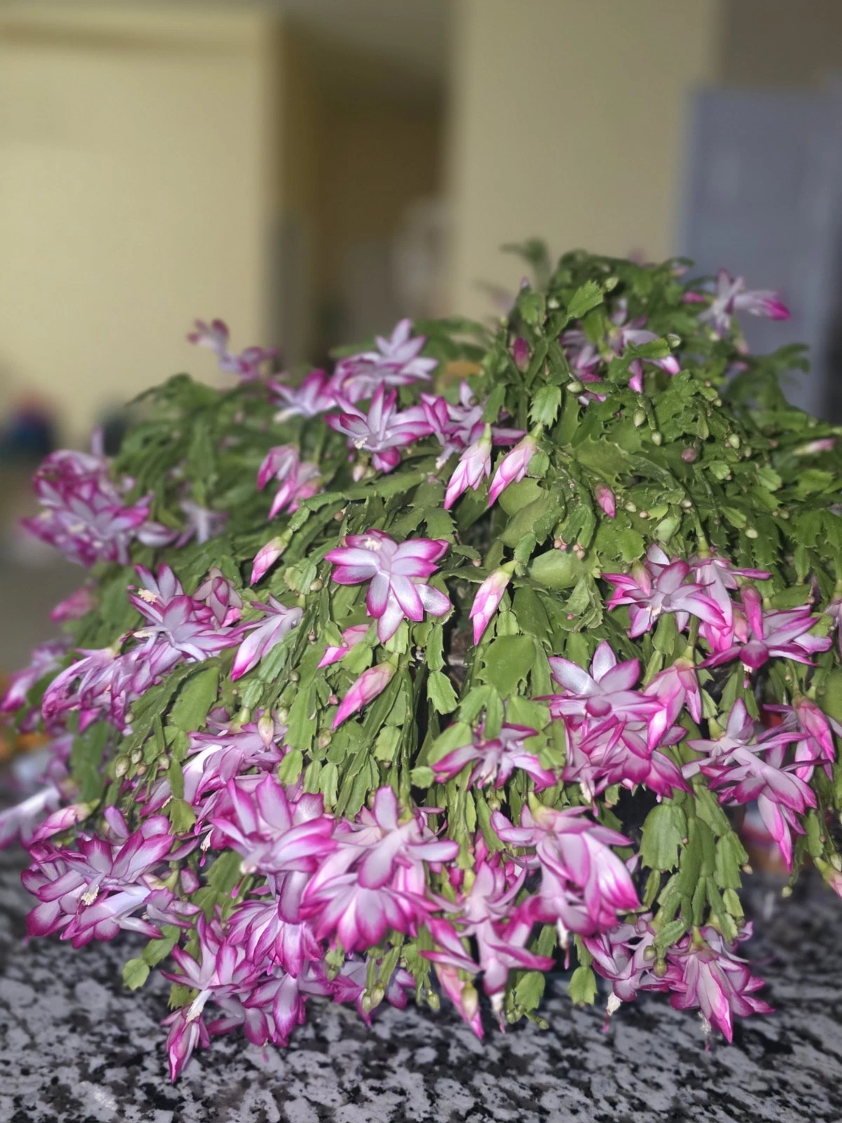 Christmas Cactus Cuttings, Schlumbergera, Unrooted Propagation Cuttings, Holiday Houseplant, Indoor Cactus, Seasonal Blooms