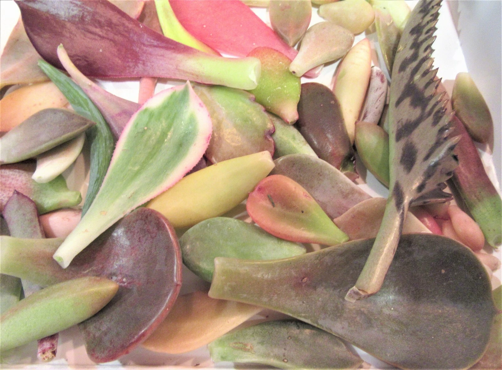 Mixed Succulent Leaf Cuttings – 25+ Live Unrooted Succulent Leaves for Propagation, Assorted Varieties and Colors