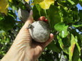 Gardenia thunbergia Seed Pods - Fresh South African Flowering Shrub Propagation Pods for Planting