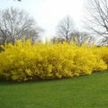 Unrooted Forsythia Shrub Cuttings – 10 Fresh 5–8 Inch Propagation Clippings for Garden Planting
