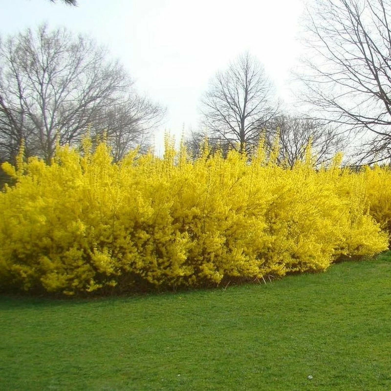 Unrooted Forsythia Shrub Cuttings – 10 Fresh 5–8 Inch Propagation Clippings for Garden Planting