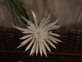 Night Blooming Cereus Cuttings - Epiphyllum oxypetalum Orchid Cactus, 4-11 Inches, Unrooted Propagation Plant