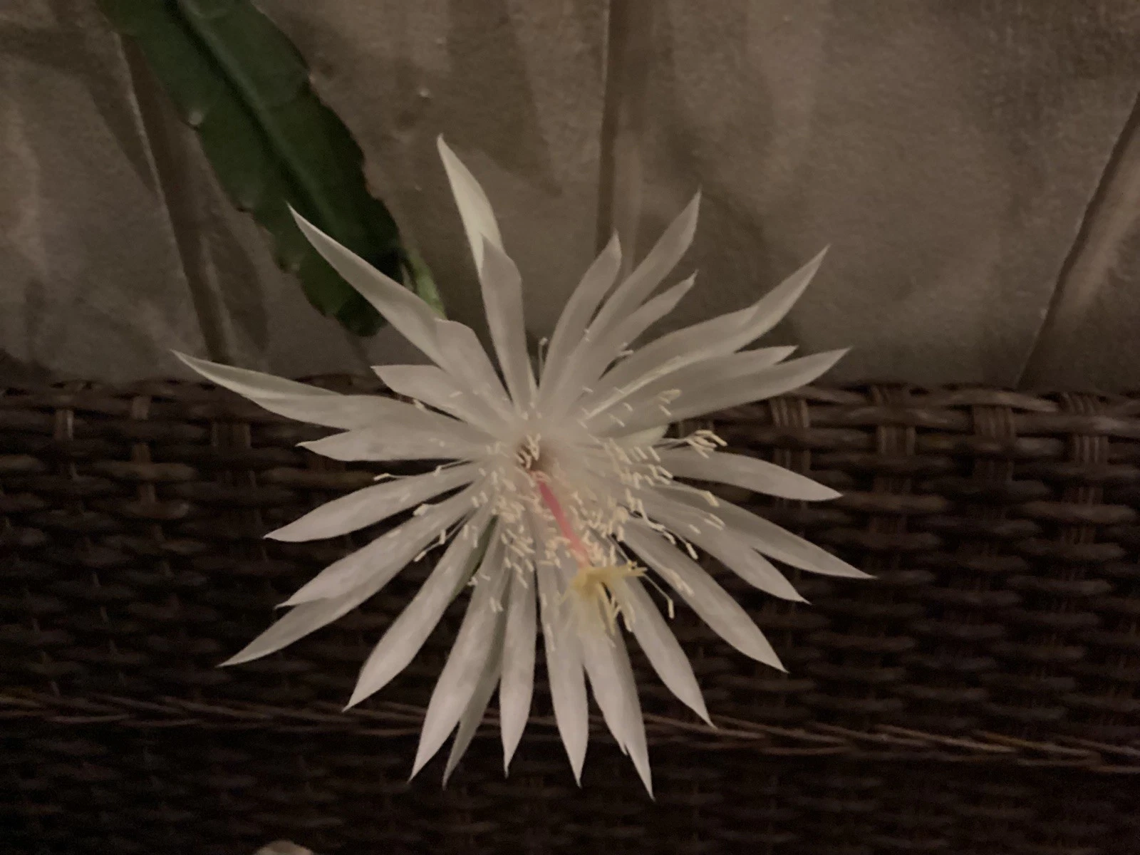 Night Blooming Cereus Cuttings - Epiphyllum oxypetalum Orchid Cactus, 4-11 Inches, Unrooted Propagation Plant